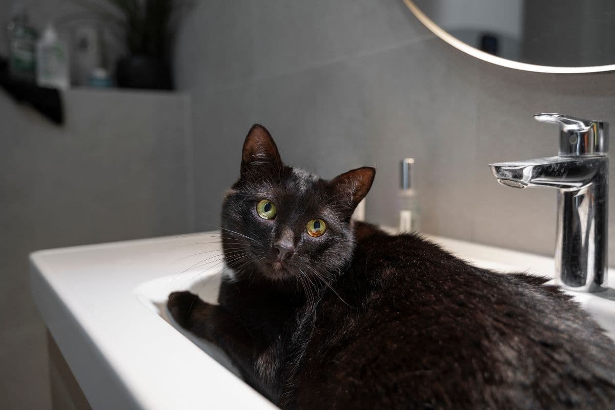 Banho de Gatos