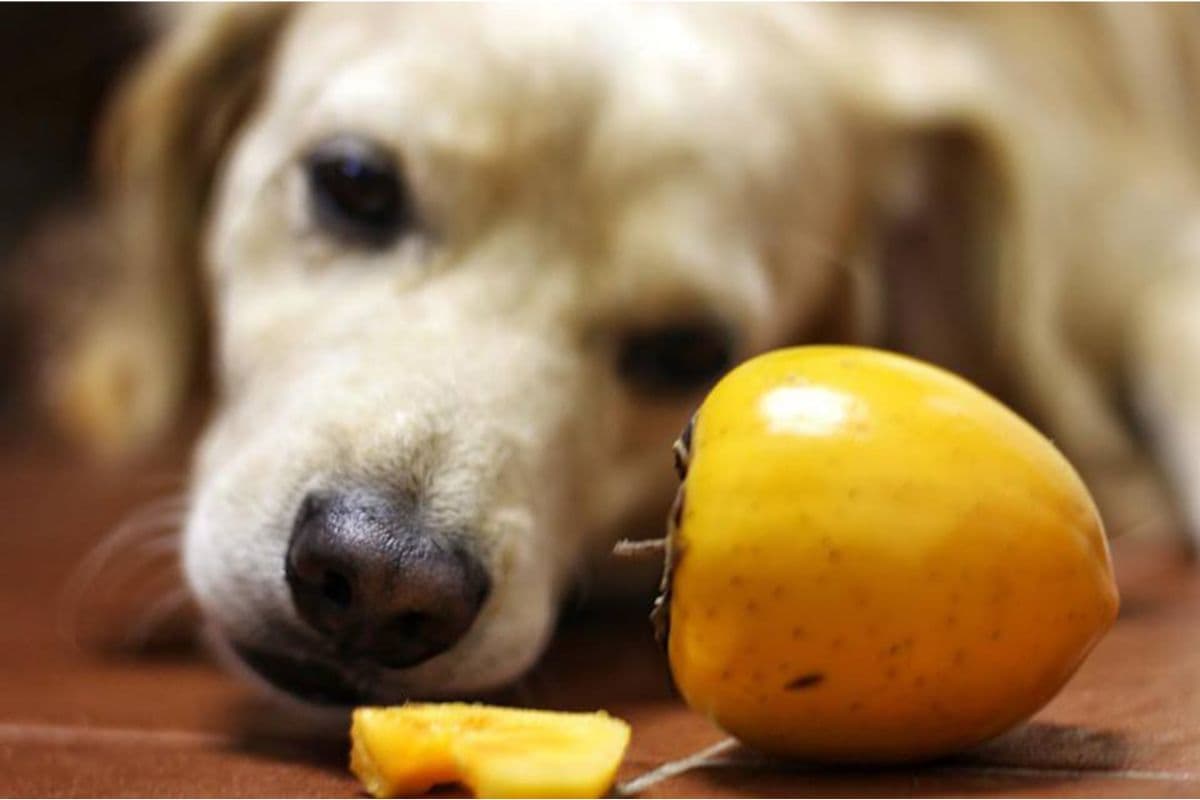 Frutas que os cães podem comer